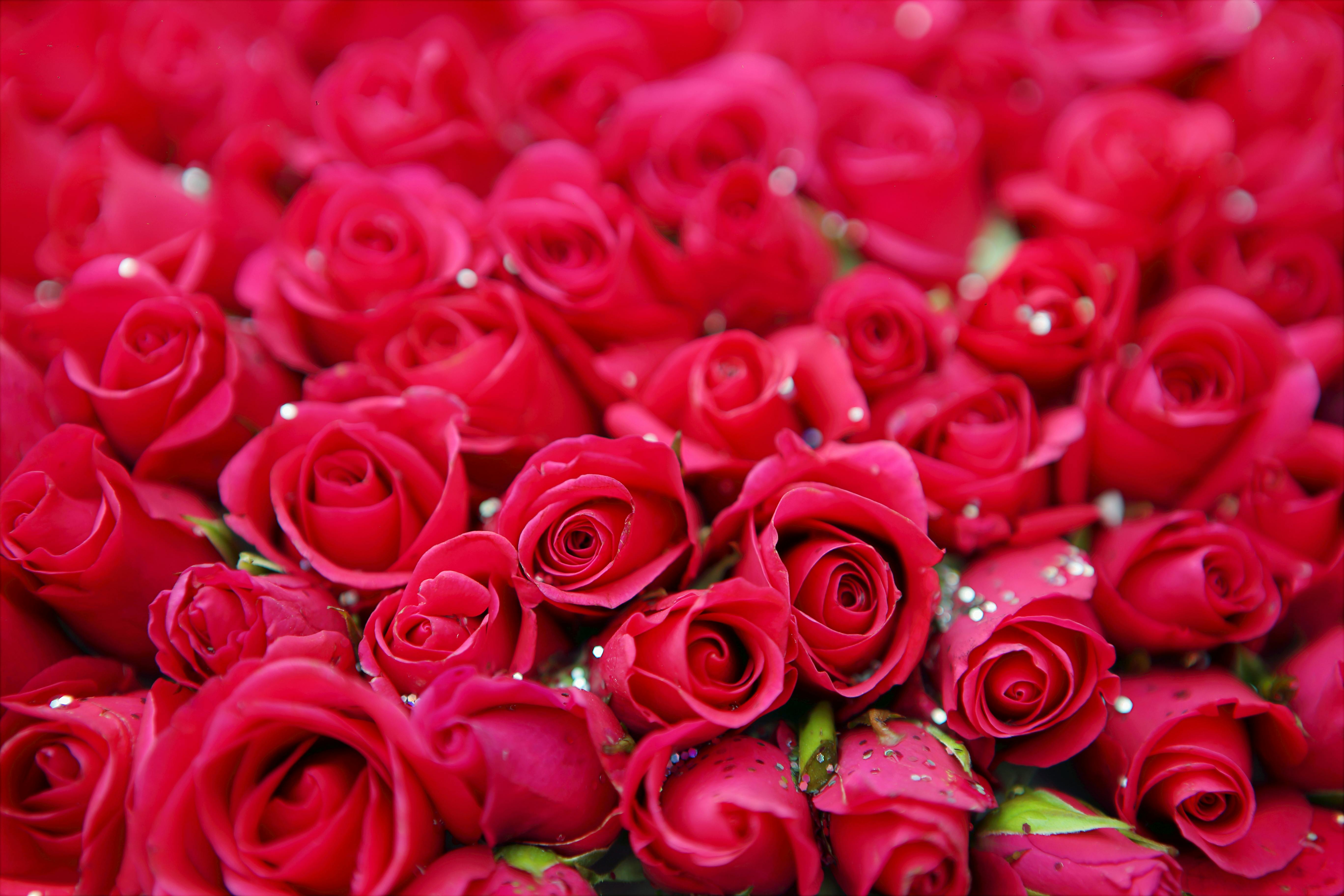 رومینا فلور Romina Fleur